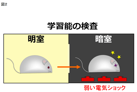 4.ストレス負荷による脳機能低下、うつ様行動の増加ならびに寿命短縮