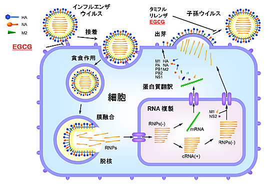 図6.インフルエンザウイルスの細胞への感染環とEGCG、及びタミフル、リレンザの感染阻害機構EGCGはインフルエンザウイルスが細胞へ接着する過程、また、タミフルやリレンザと同様に細胞から子孫ウイルスが出芽する過程も抑制する。