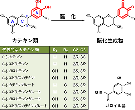 図1　カテキン類の酸化反応。