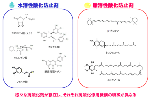 水溶性酸化防止剤と脂溶性酸化防止剤