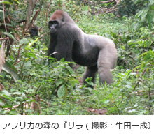 野生動物の腸内細菌の役割