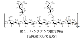 シイタケ中に含まれる高分子多糖