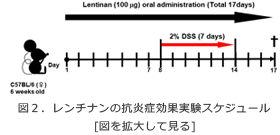 レンチナンの抗炎症効果