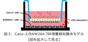 レンチナンの抗炎症効果