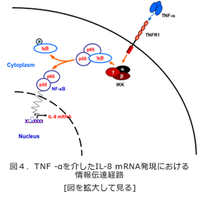 レンチナンの抗炎症効果