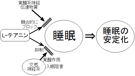  図　L-テアニンによる睡眠改善作用のモデル