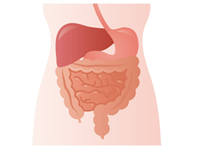 消化管とは？