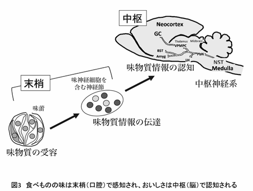 食の研究は“基礎から応用へ”ではなく“応用から基礎へ”が正しい