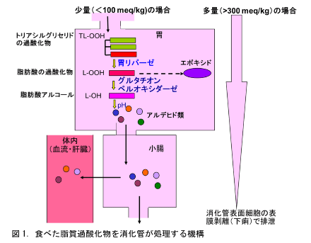 消化管の選別機能