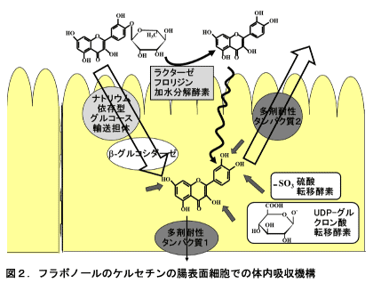 機能性成分も選別される