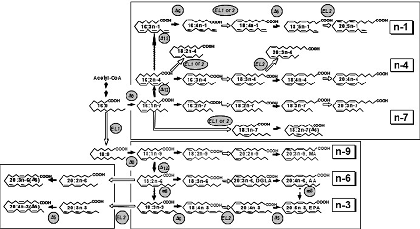 M. alpina 1S-4およびその変異株におけるPUFAの生合成経路