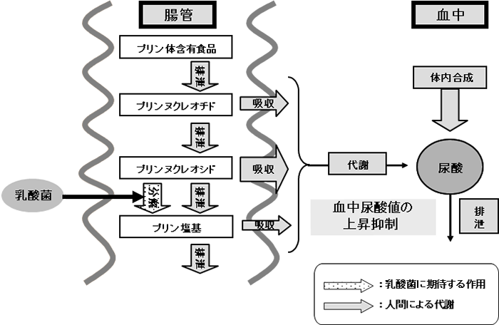 図3. 予想される乳酸菌の血中尿酸値上昇抑制機構