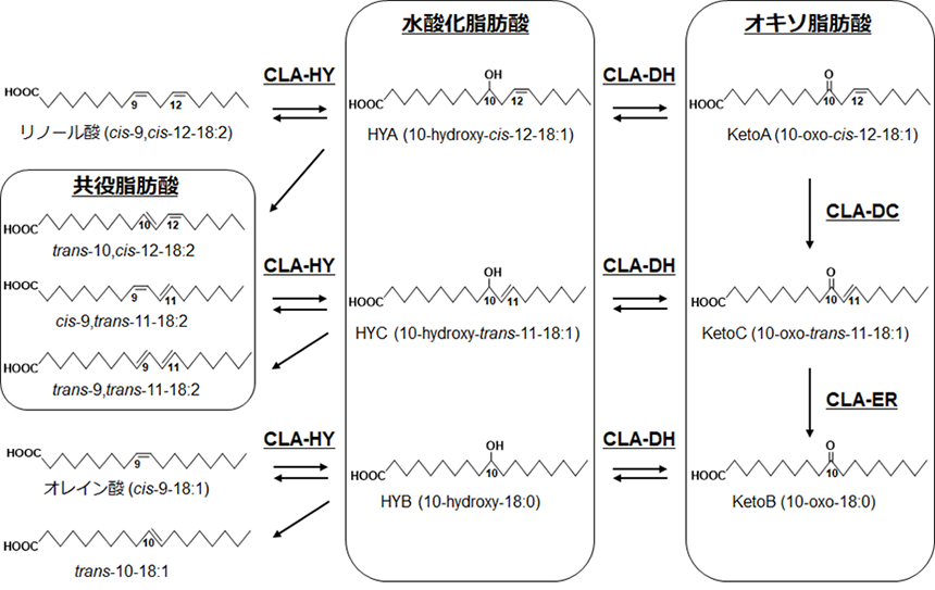 図4.腸内細菌の不飽和脂肪酸飽和化代謝
