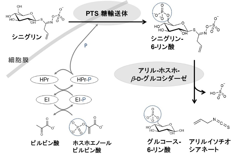 図5．Lactobacillus farciminis KB1089におけるシニグリン分解酵素系