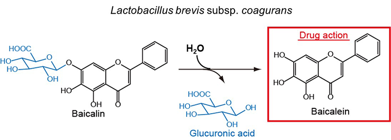 図6.Lactobacillus brevis subsp. coaguransによるバイカリンの分解