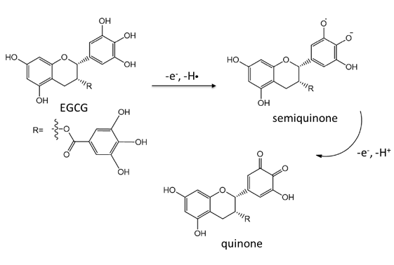 図2．EGCGが酸化されて生成するsemiquinoneとquinoneの化学構造