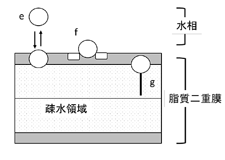 図4. EGCG(d)、EGCG芳香環修飾体(f)、EGCGアルキル修飾体(g)の脂質二重膜に対する相互作用様式