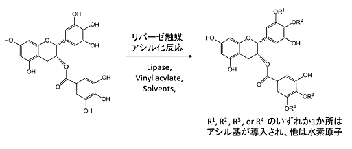 図5.リパーゼ触媒反応を用いたEGCGのアシル化反応R1-4の部位に脂肪酸が1か所のみに導入された化合物をEGCG脂肪酸モノエステルとする。