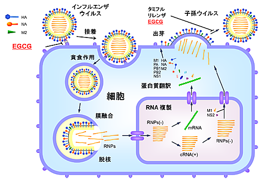 ウイルス 緑茶 コロナ