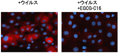 図7. 蛍光顕微鏡を用いたインフルエンザウイルスの細胞内増幅評価
                  赤色）細胞内で増えるインフルエンザウイルスのマトリックス蛋白質の免疫染色。青色）細胞内の核の蛍光染色。インフルエンザウイルスに予めEGCG-C16を作用させると、細胞への感染が阻害された。
