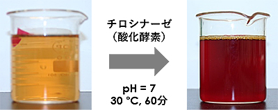 図2 (+)-カテキン水溶液の酵素酸化。