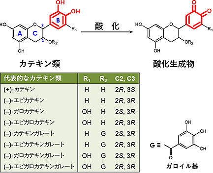 図1 カテキン類の酸化反応。