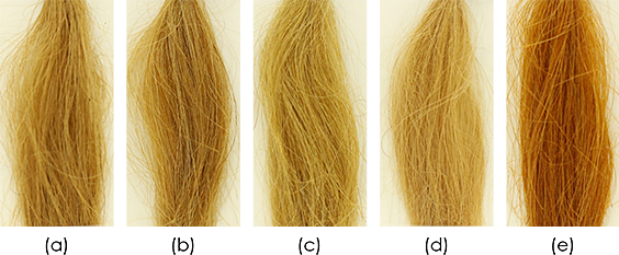 図4　緑茶抽出物サンフェノンをもちいて染毛した化学処理がおこなわれていない健常白髪。もちいた緑茶抽出物は、(a) サンフェノン90S、(b) サンフェノンBG、(c) サンフェノンXLB、(d) サンフェノンEGCgであり、(e)は(+)-カテキン（試薬）をもちいた。酸化剤はNaIO4として、後酸化法で染色した。