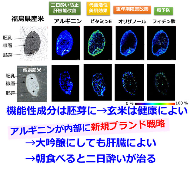 図3 米穀のイメージング質量分析