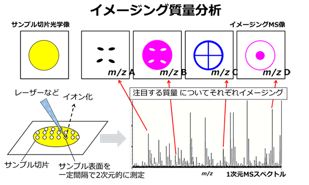 図4 イメージング質量分析の原理
