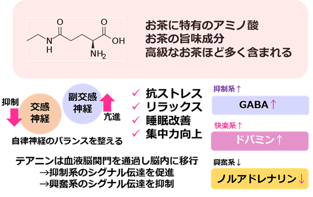 図6 脳に効くアミノ酸 テアニン
