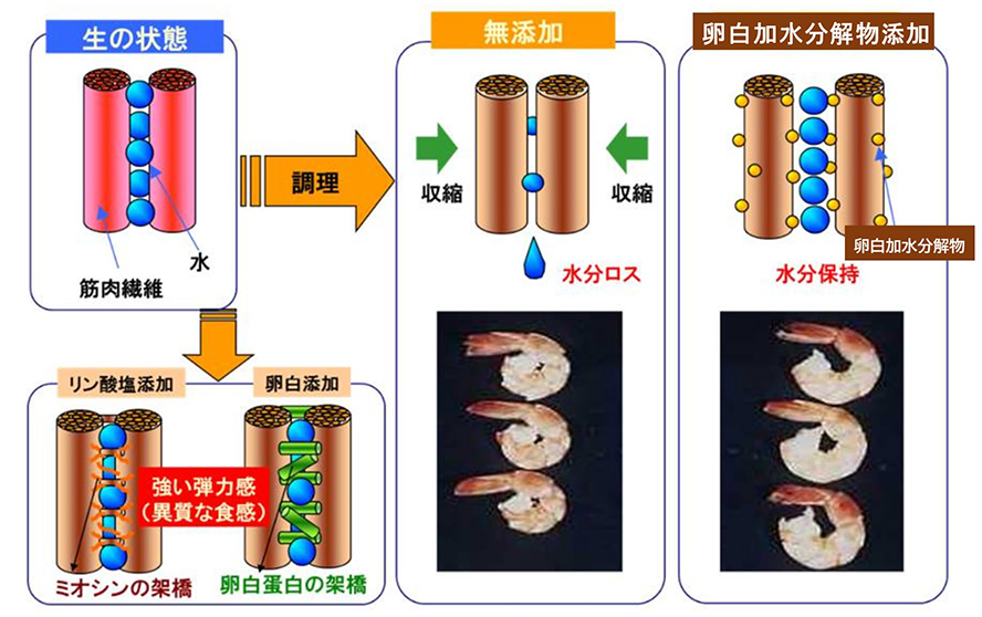 畜肉加工品と「凝固」「保水」キノウ