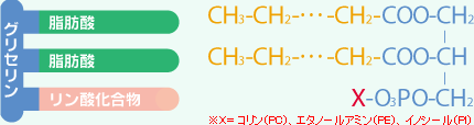 レシチン