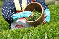 お茶の成分で口腔ケア!「カテキン」の歯垢付着抑制効果