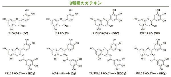 8種類のカテキン