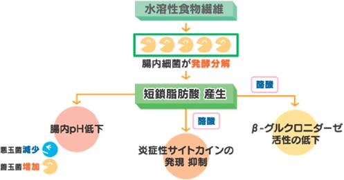 短鎖脂肪酸を活用する仕組み