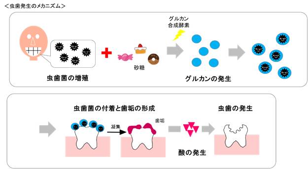 甘いお菓子につきものの“虫歯”から大事な歯を守るには