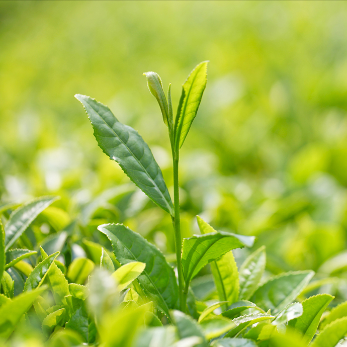 緑茶抽出物